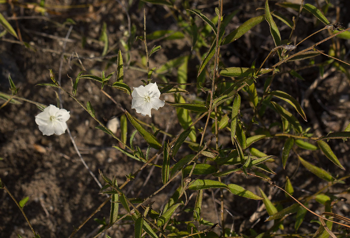 Seddera suffruticosa var. suffruticosa Seddera suffruticosa var. suffruticosa