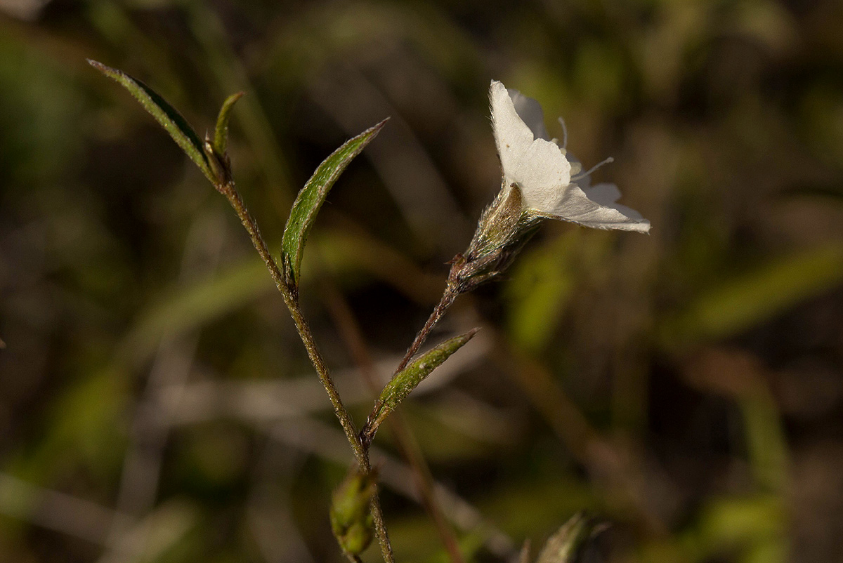 Seddera suffruticosa var. suffruticosa Seddera suffruticosa var. suffruticosa