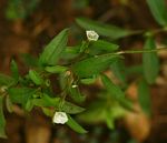 Seddera suffruticosa var. suffruticosa