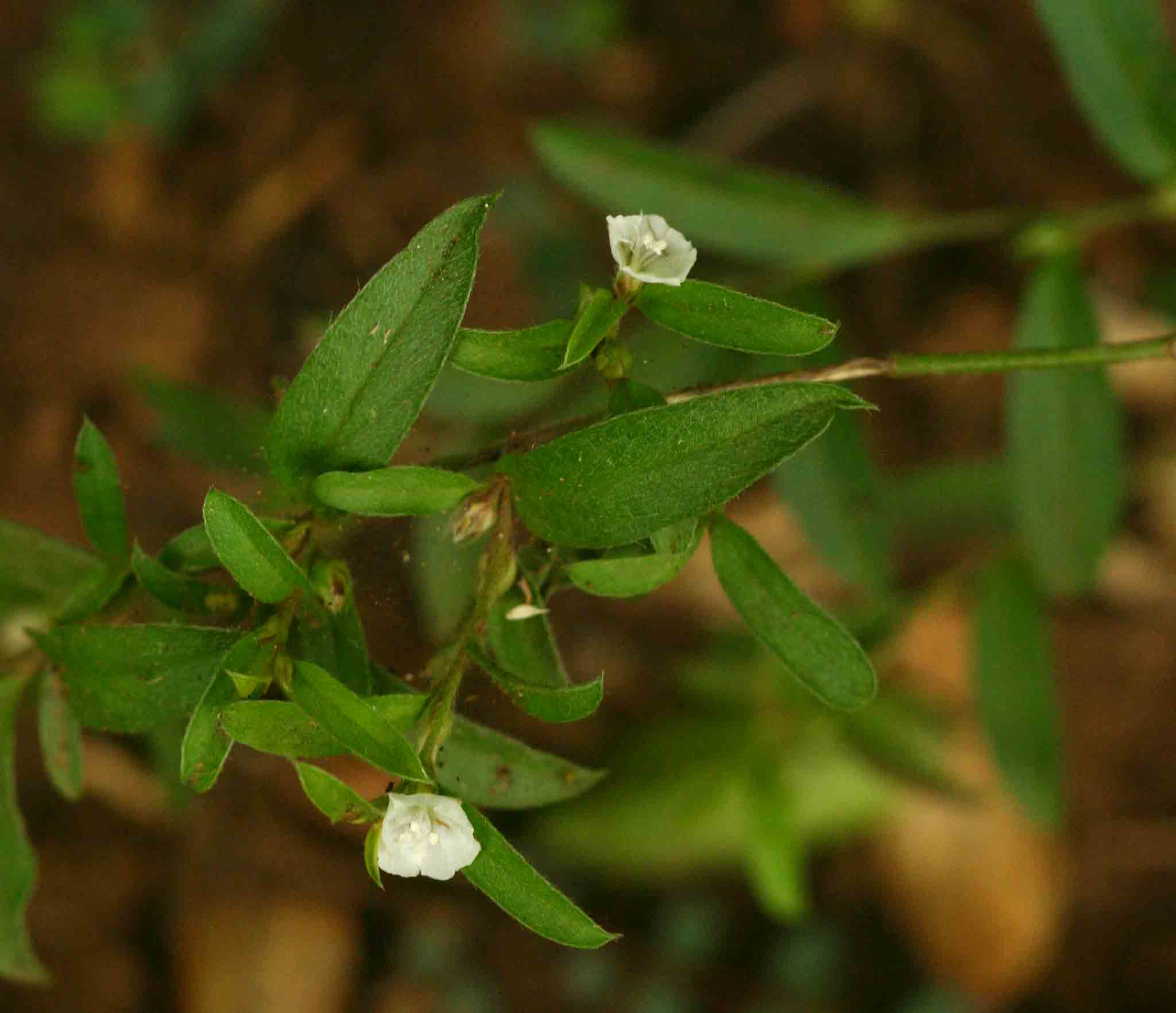 Seddera suffruticosa var. suffruticosa Seddera suffruticosa var. suffruticosa
