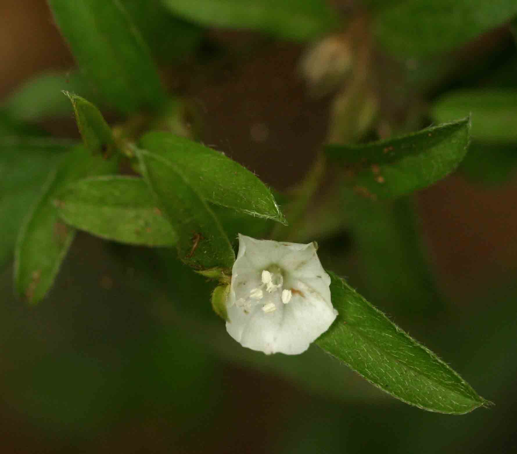 Seddera suffruticosa var. suffruticosa