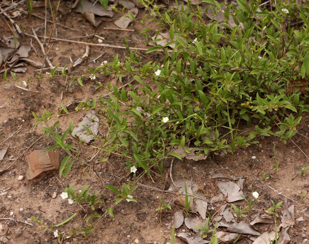 Seddera suffruticosa var. suffruticosa