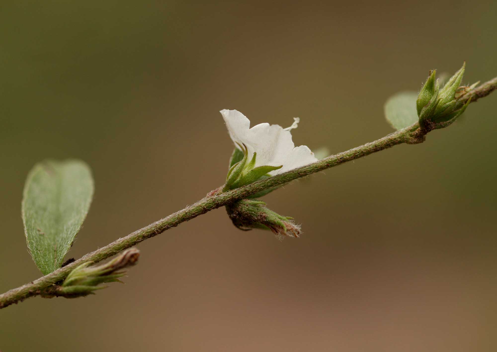 Seddera suffruticosa var. suffruticosa Seddera suffruticosa var. suffruticosa