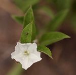 Seddera suffruticosa var. suffruticosa