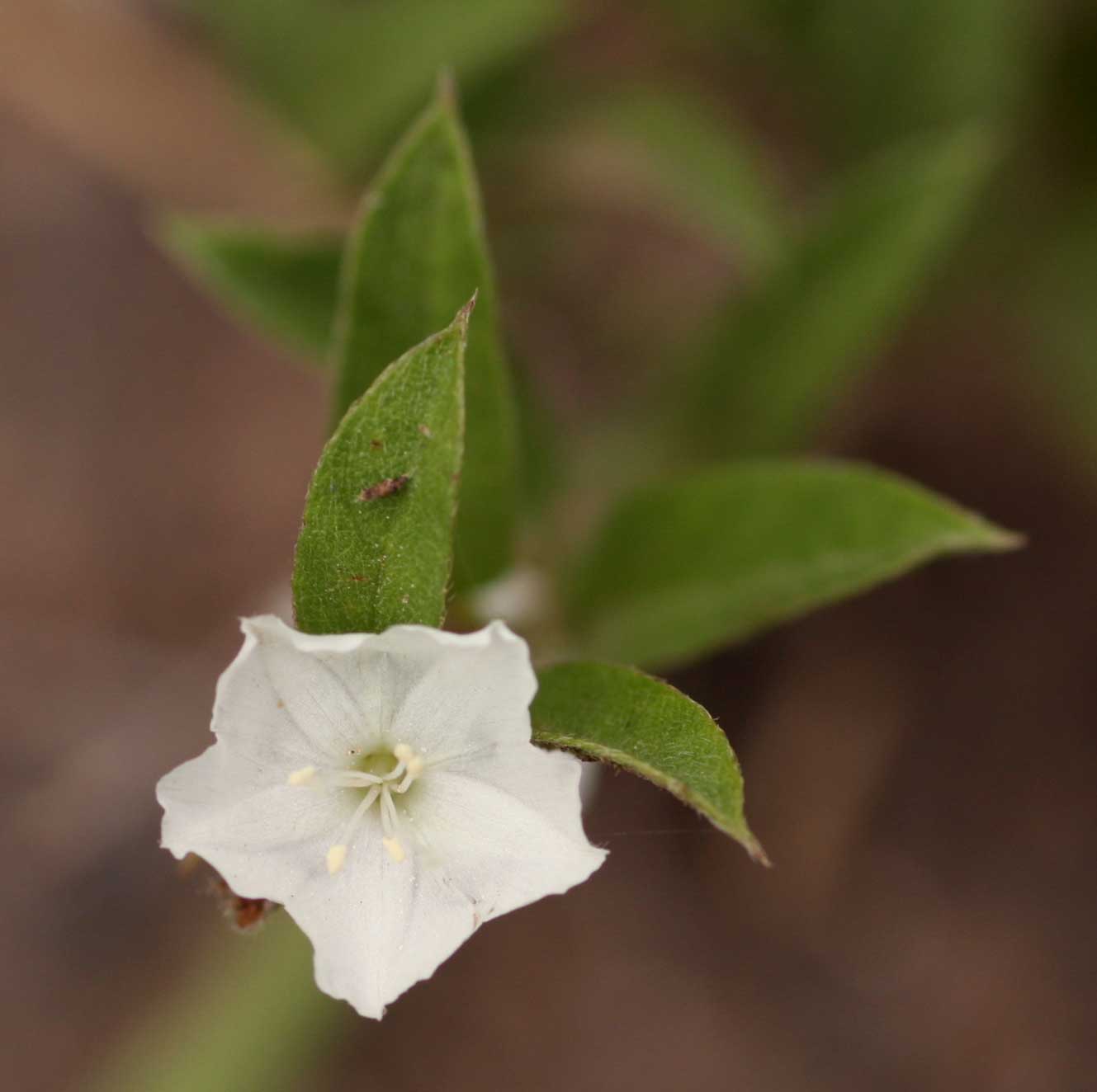Seddera suffruticosa var. suffruticosa Seddera suffruticosa var. suffruticosa