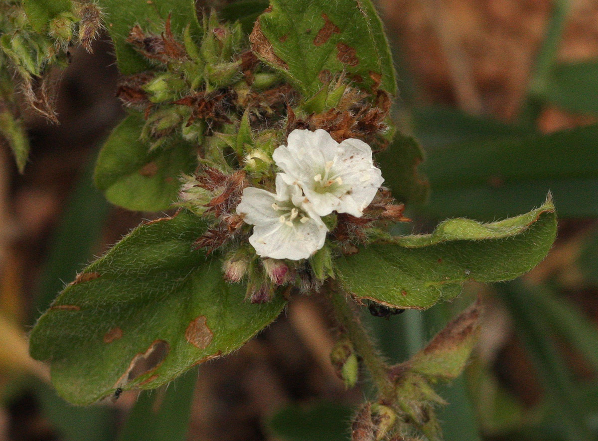 Seddera suffruticosa var. suffruticosa