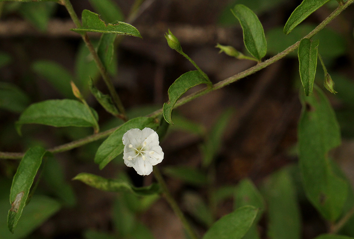 Seddera suffruticosa var. suffruticosa Seddera suffruticosa var. suffruticosa
