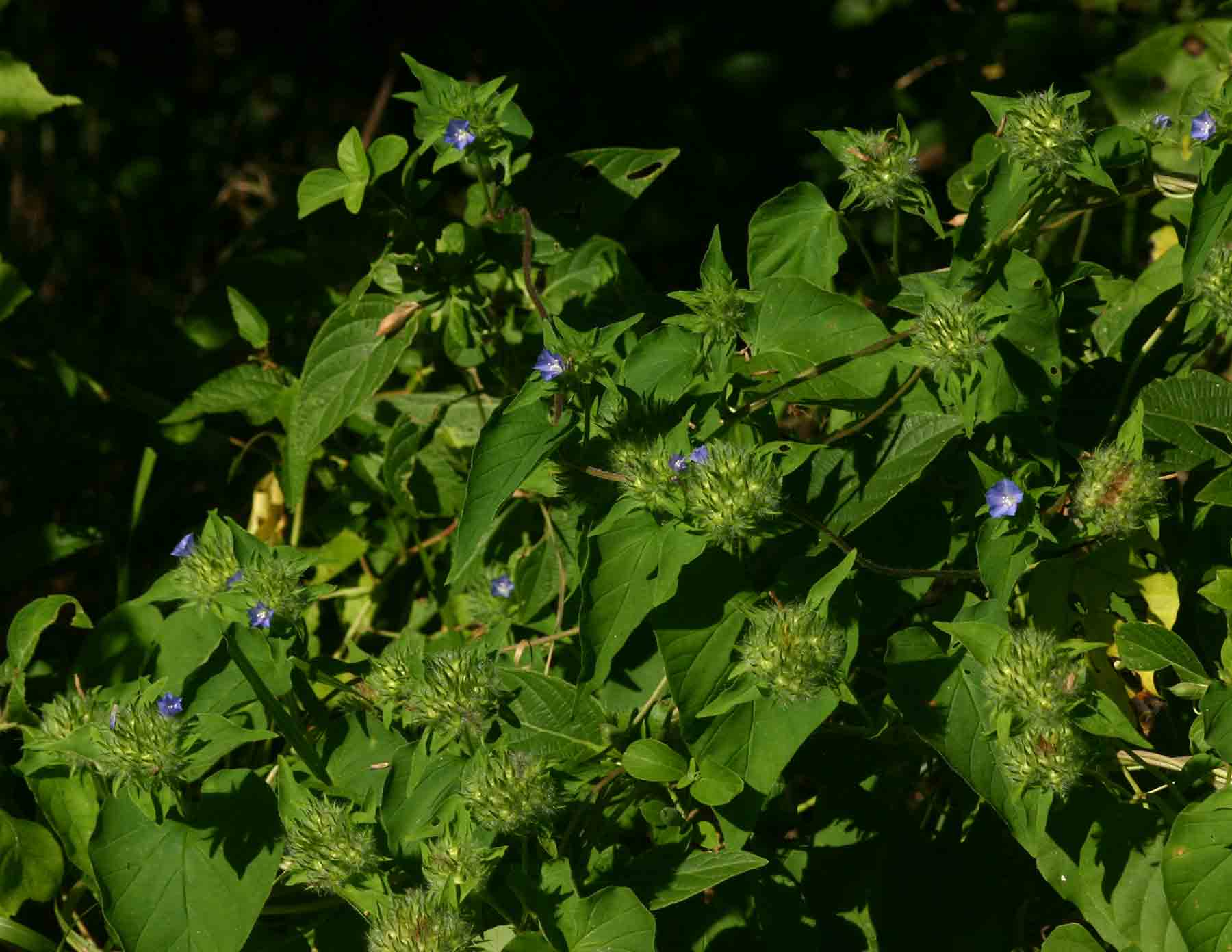Jacquemontia tamnifolia