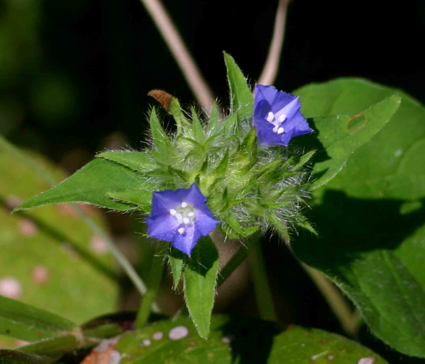 Jacquemontia tamnifolia