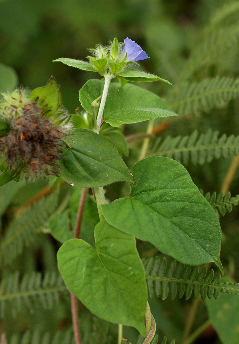Jacquemontia tamnifolia