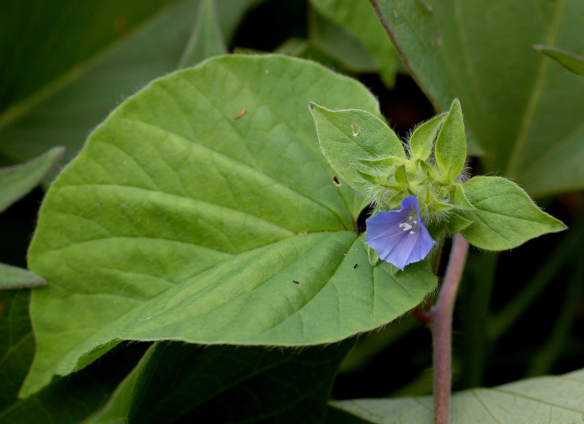 Jacquemontia tamnifolia