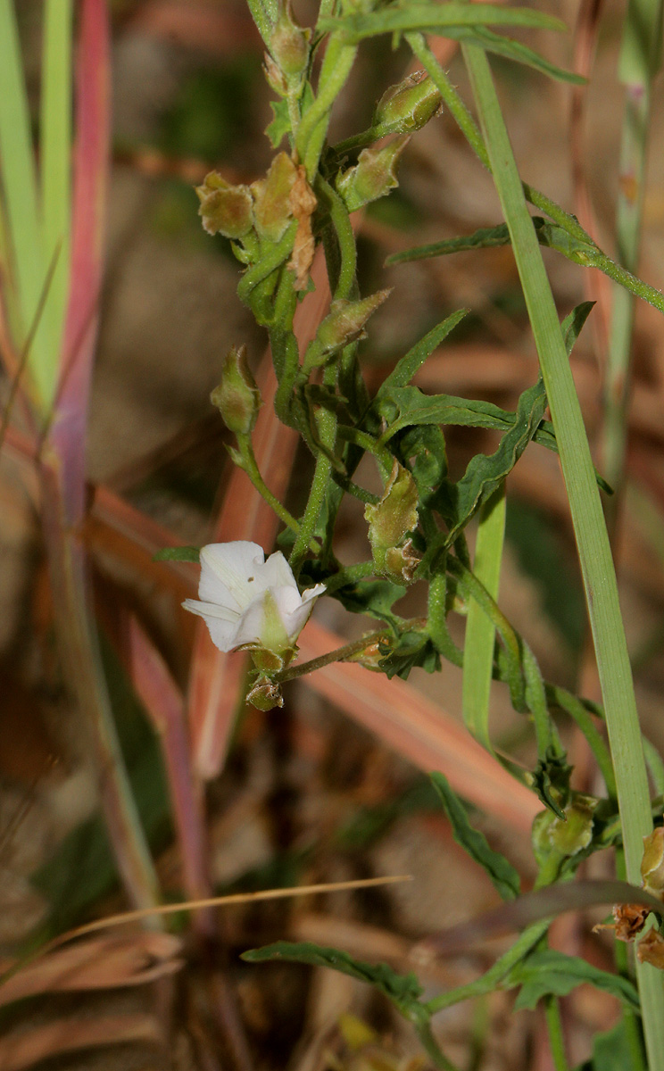 Convolvulus sagittatus var. sagittatus Convolvulus sagittatus var. sagittatus