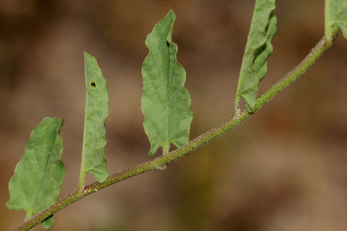 Convolvulus sagittatus var. sagittatus