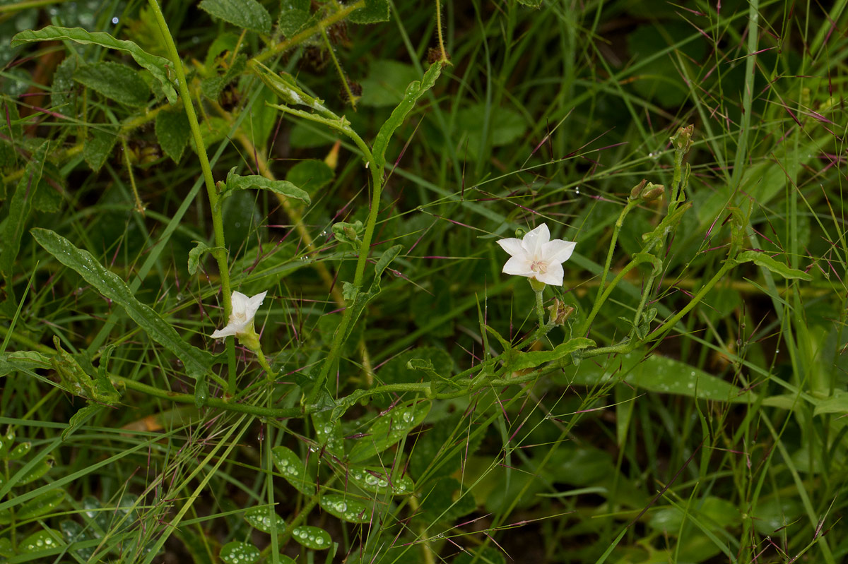 Convolvulus sagittatus var. sagittatus