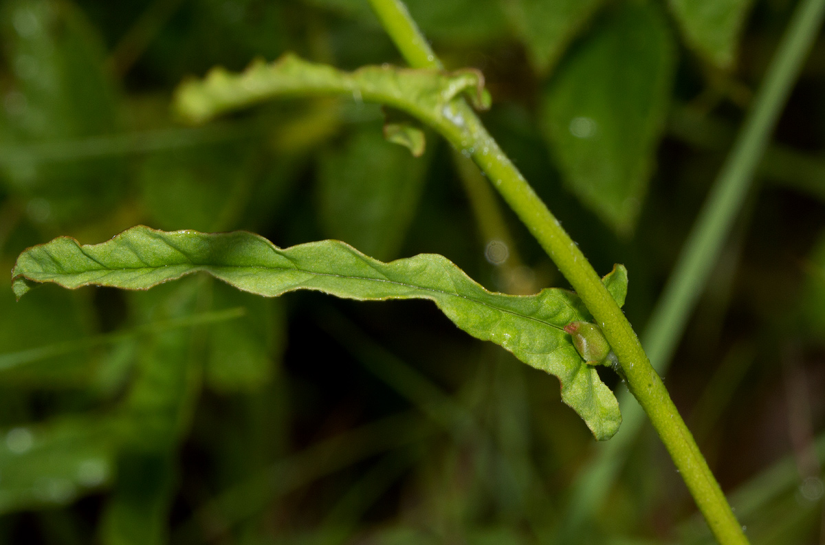 Convolvulus sagittatus var. sagittatus