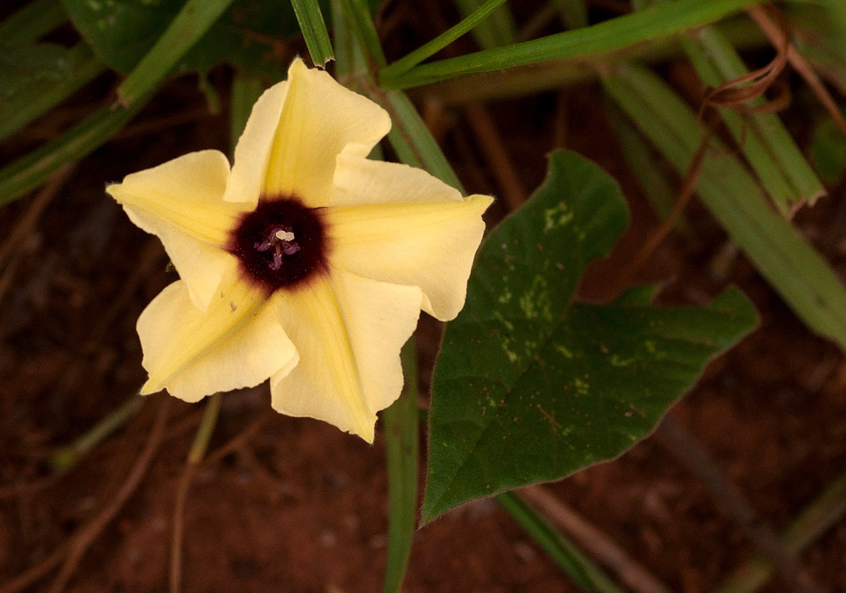 Hewittia malabarica Hewittia malabarica