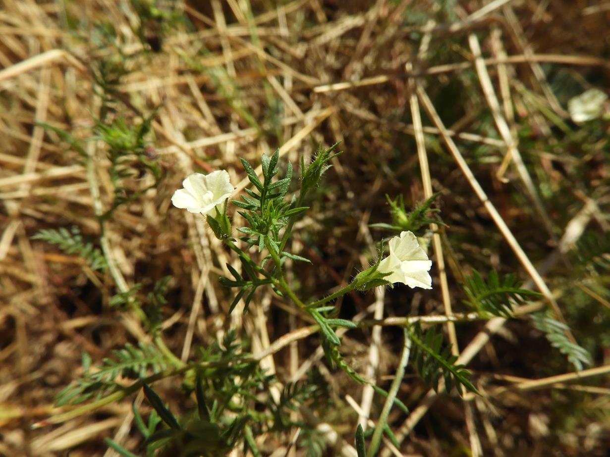 Xenostegia pinnata
