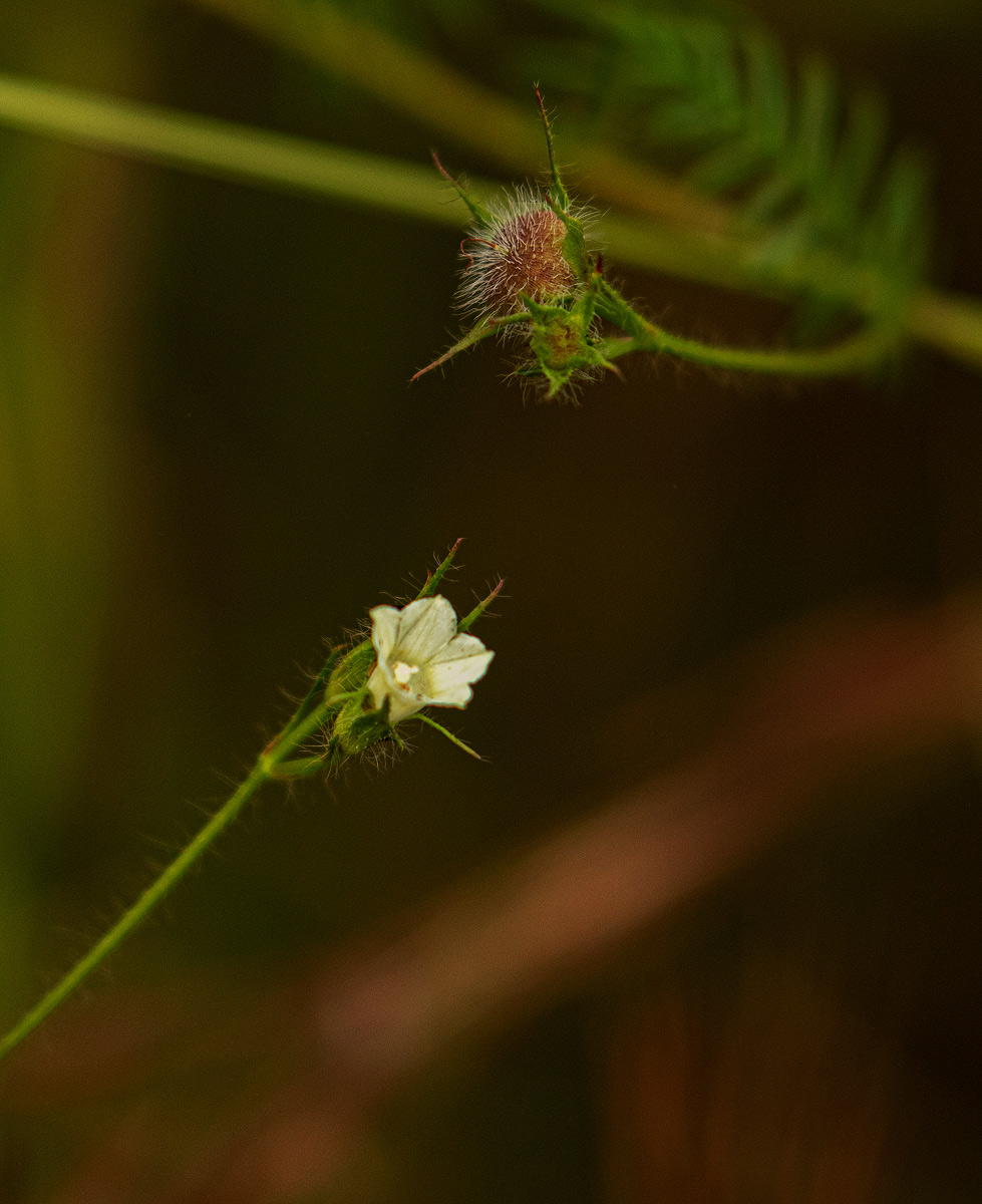 Xenostegia pinnata