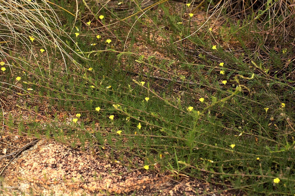 Xenostegia pinnata Xenostegia pinnata