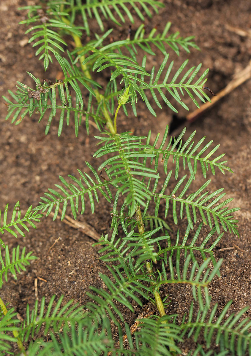 Xenostegia pinnata Xenostegia pinnata