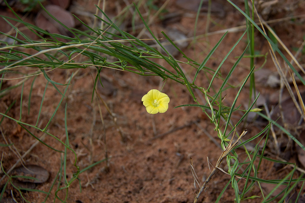 Xenostegia tridentata subsp. angustifolia Xenostegia tridentata subsp. angustifolia
