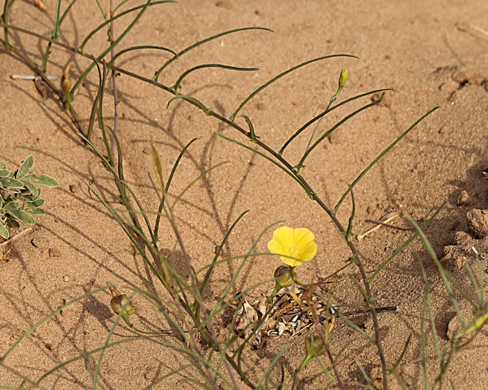 Xenostegia tridentata subsp. angustifolia