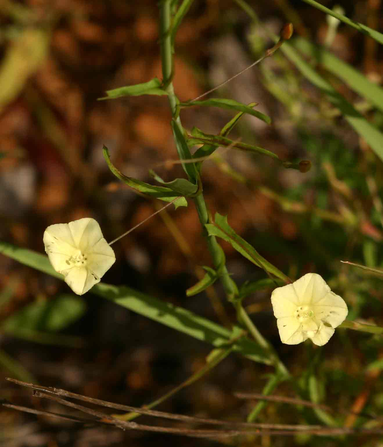 Xenostegia tridentata subsp. angustifolia Xenostegia tridentata subsp. angustifolia