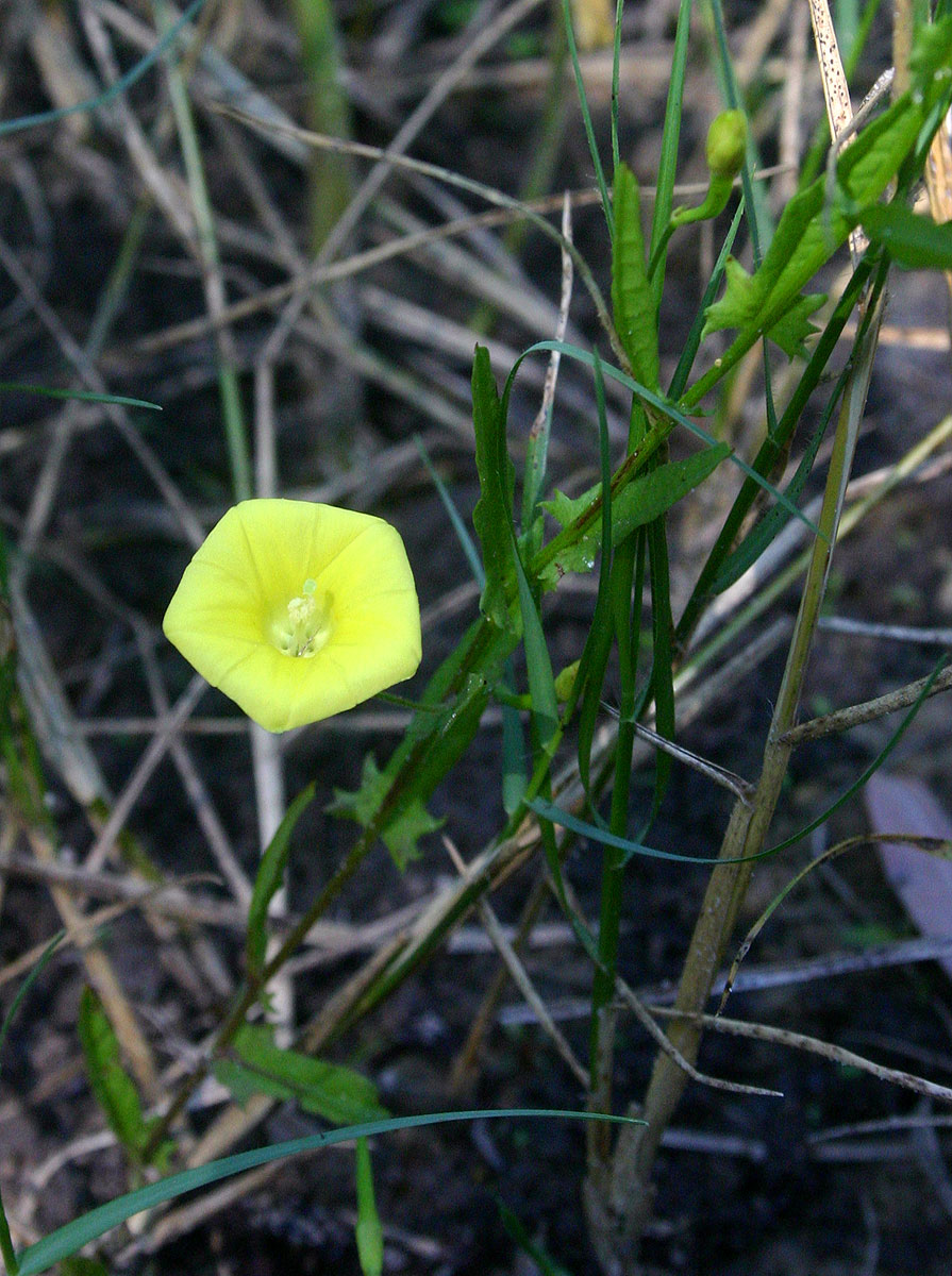 Xenostegia tridentata subsp. angustifolia
