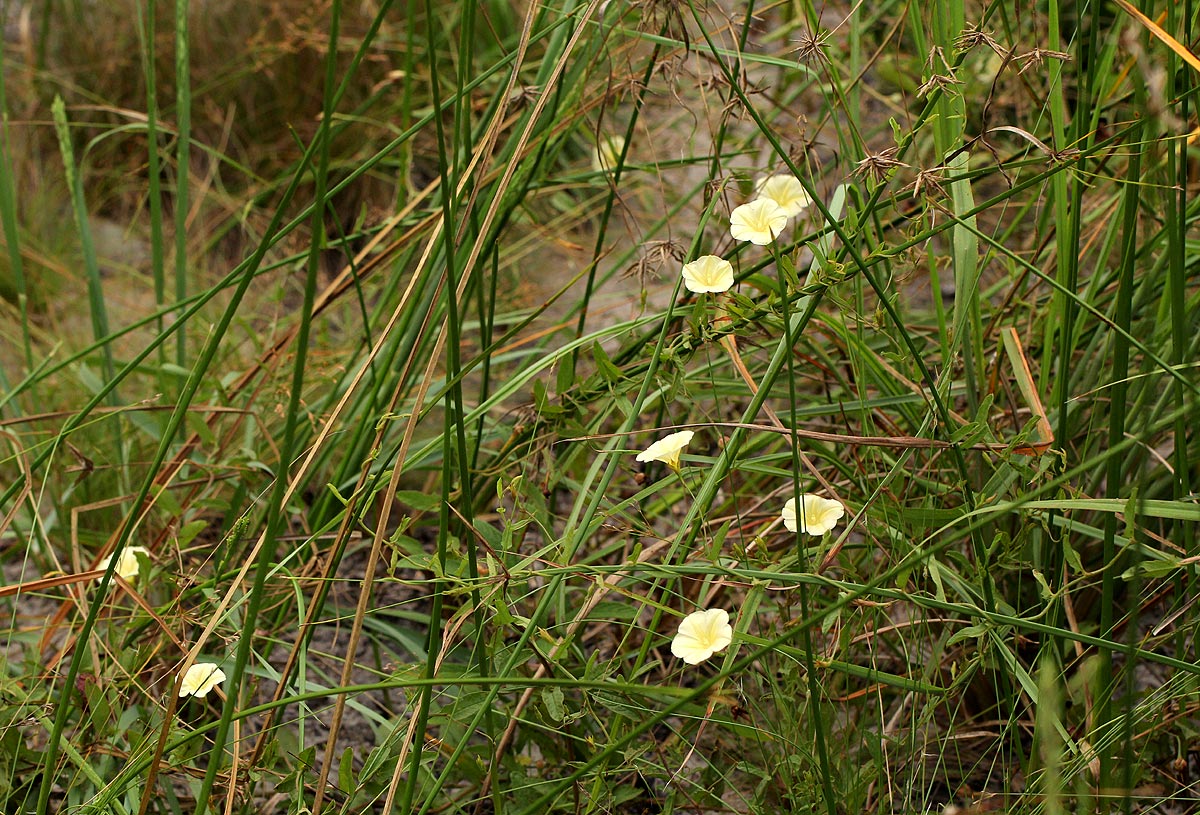 Xenostegia tridentata subsp. angustifolia