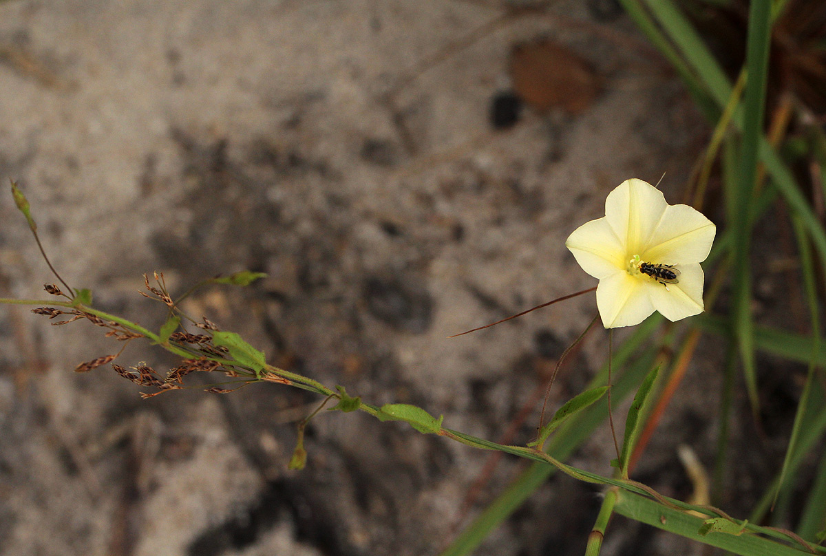 Xenostegia tridentata subsp. angustifolia