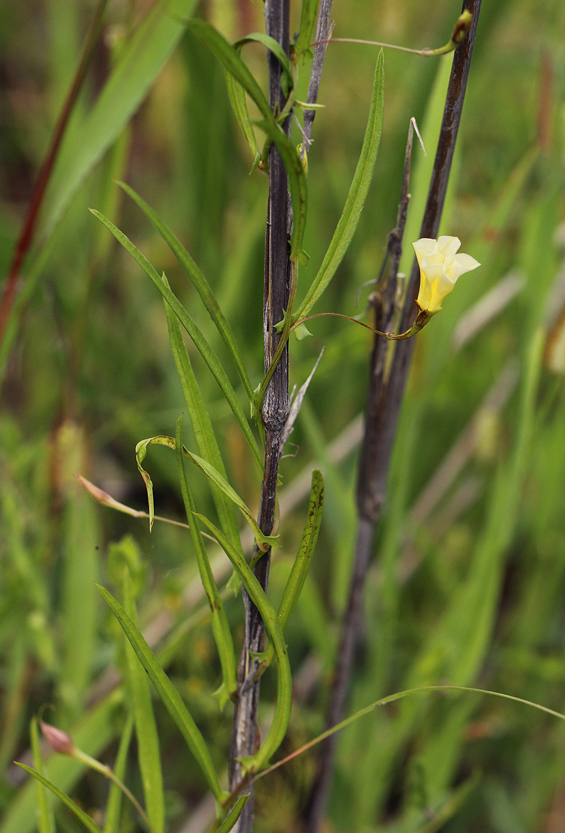 Xenostegia tridentata subsp. angustifolia
