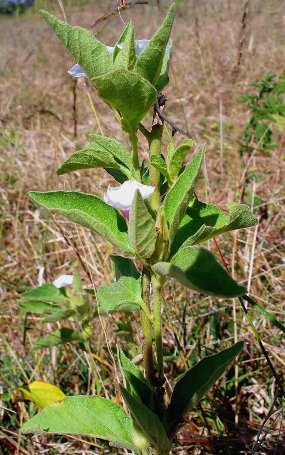 Astripomoea lachnosperma