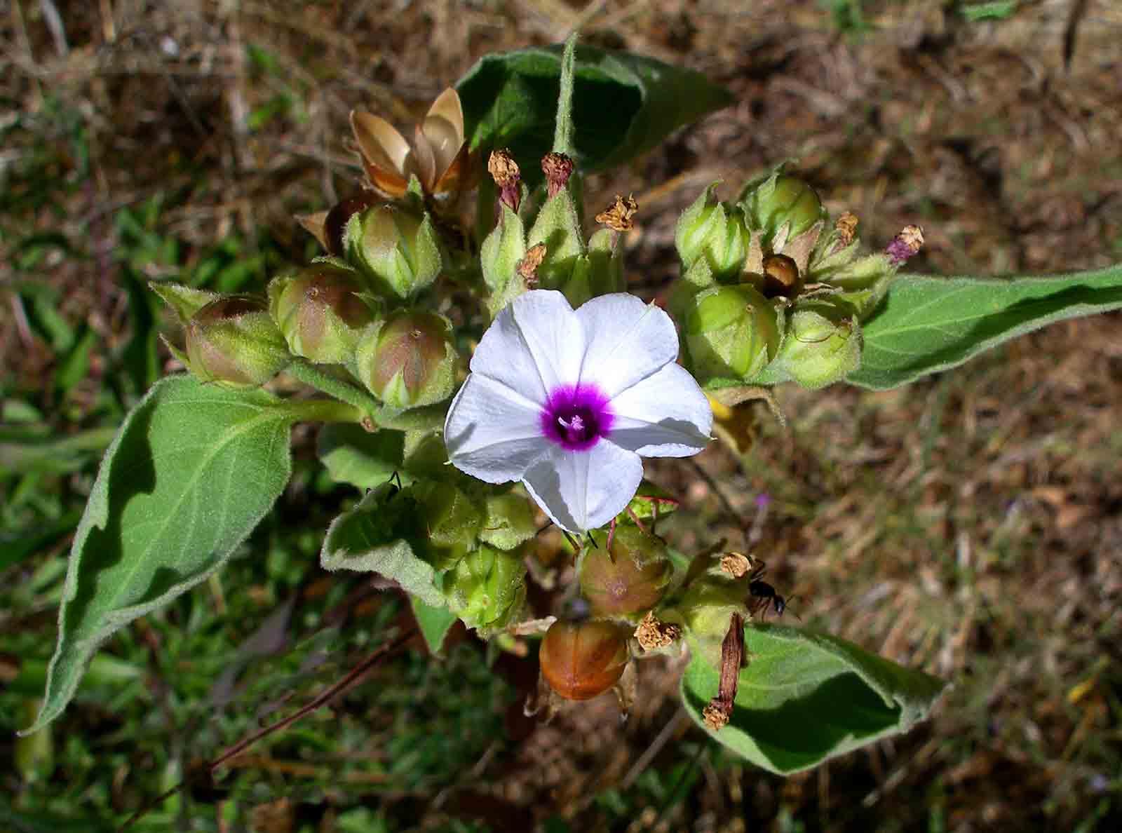 Astripomoea lachnosperma