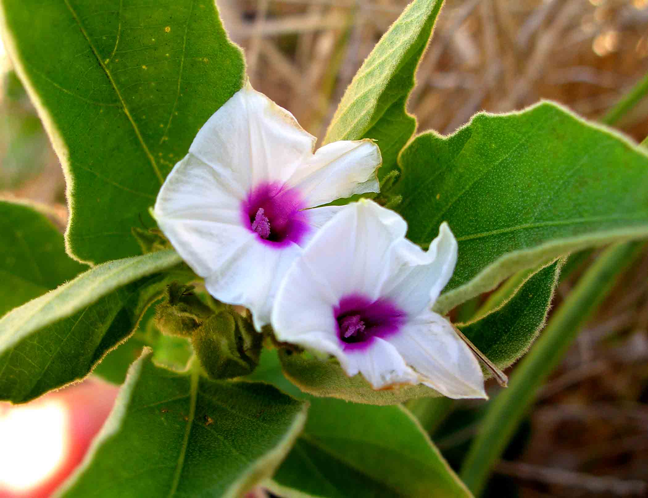 Astripomoea lachnosperma
