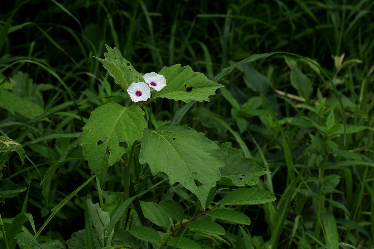 Astripomoea lachnosperma Astripomoea lachnosperma