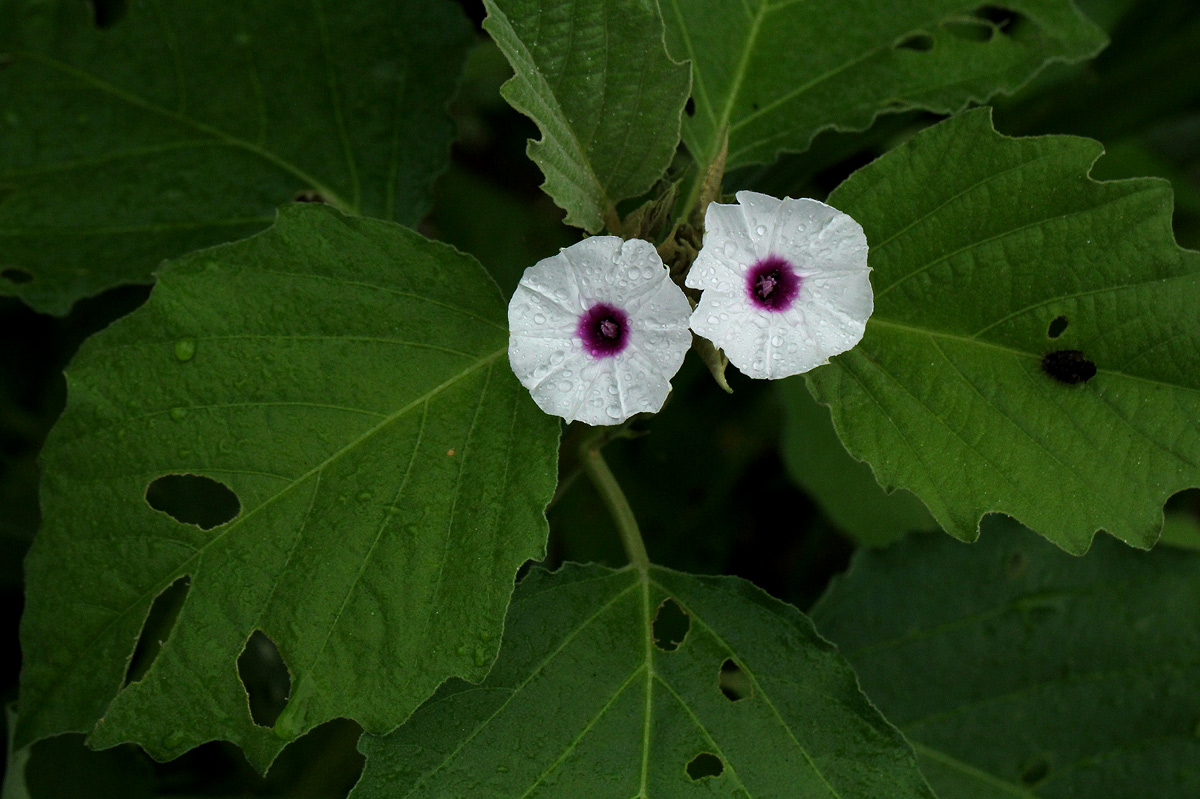 Astripomoea lachnosperma