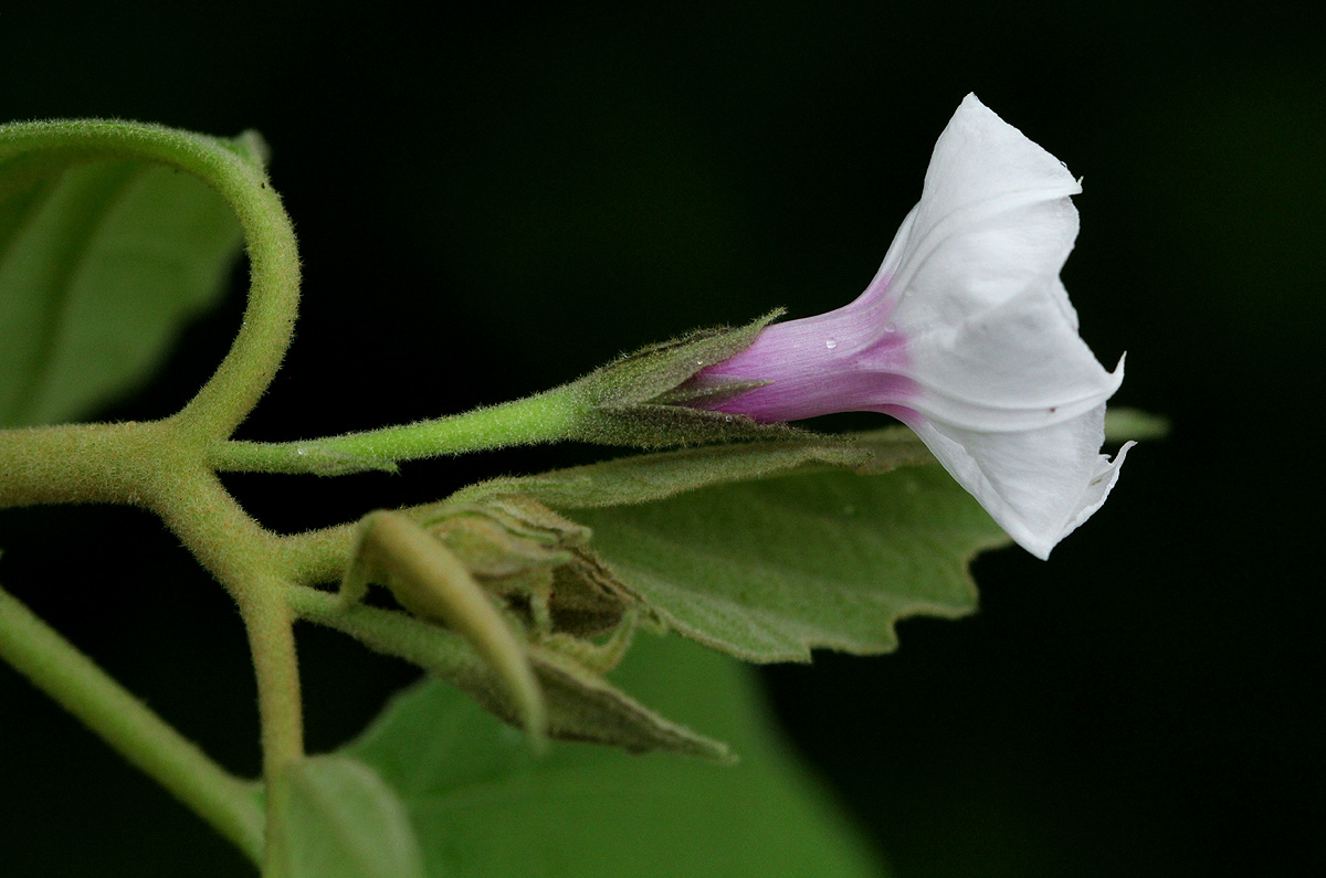 Astripomoea lachnosperma Astripomoea lachnosperma