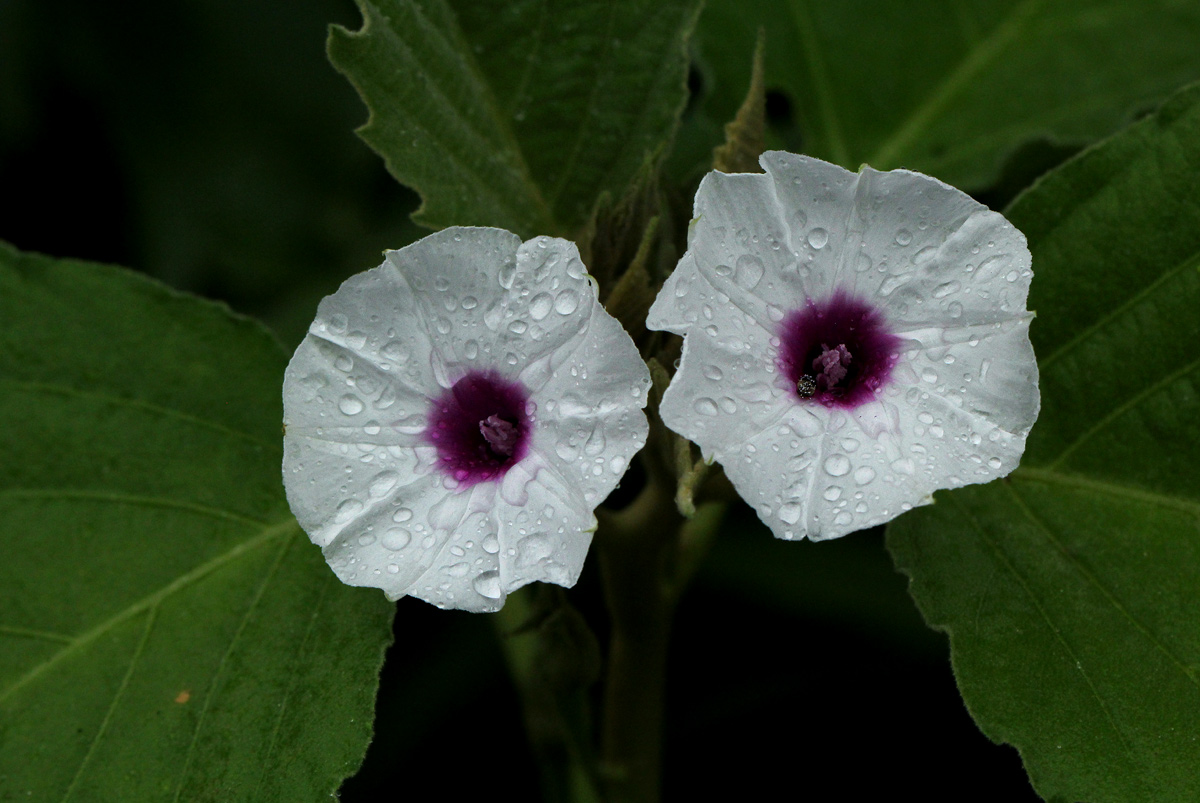 Astripomoea lachnosperma