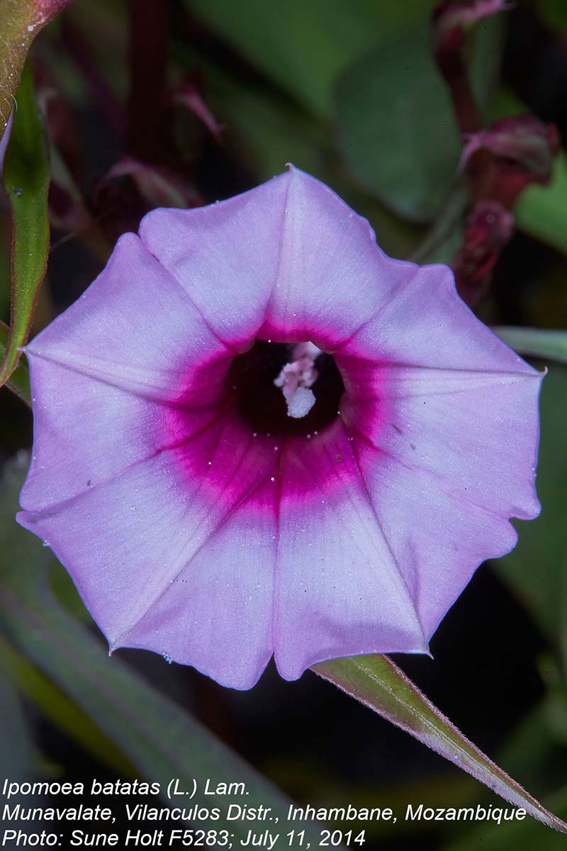 Ipomoea batatas Ipomoea batatas