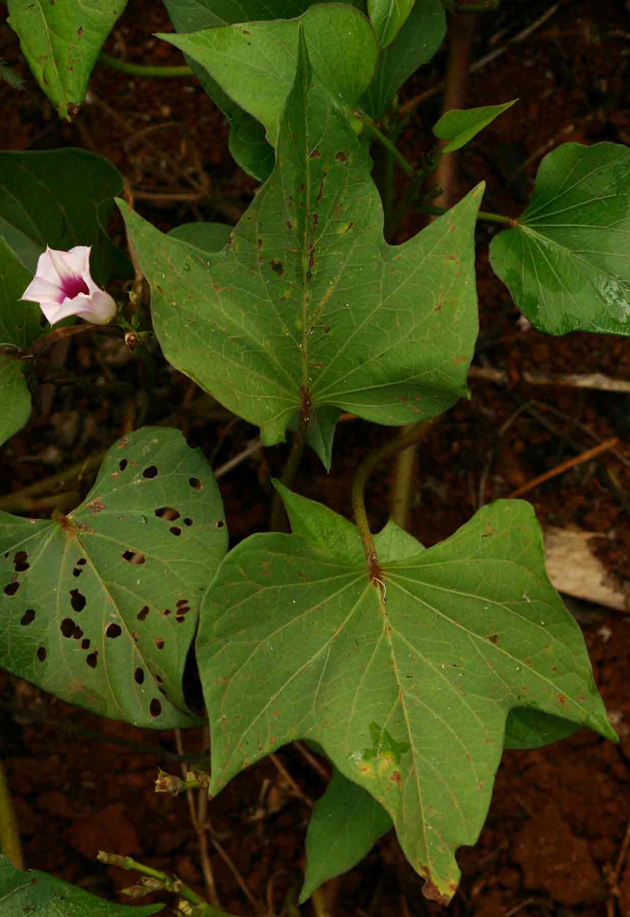 Ipomoea batatas