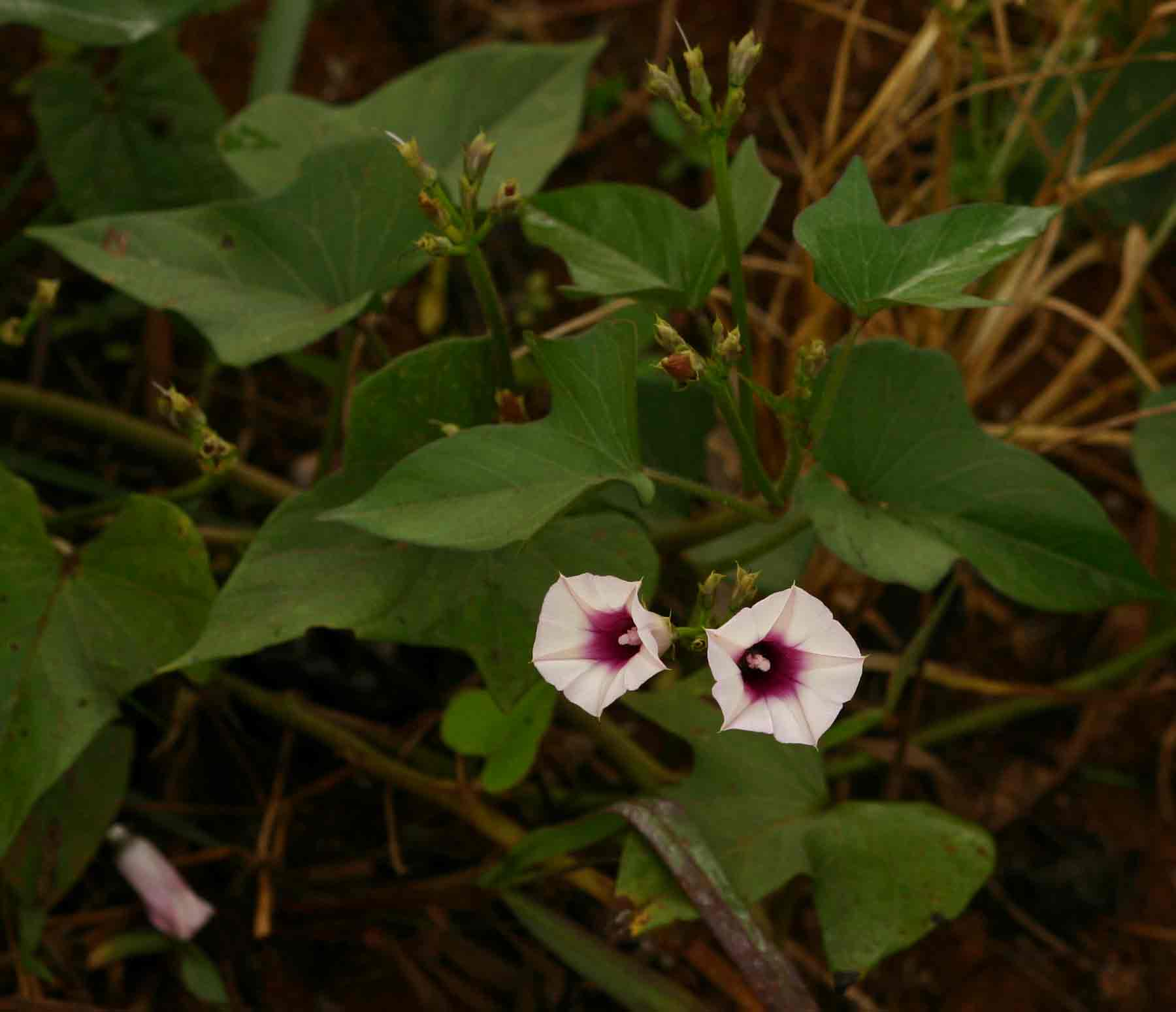 Ipomoea batatas Ipomoea batatas