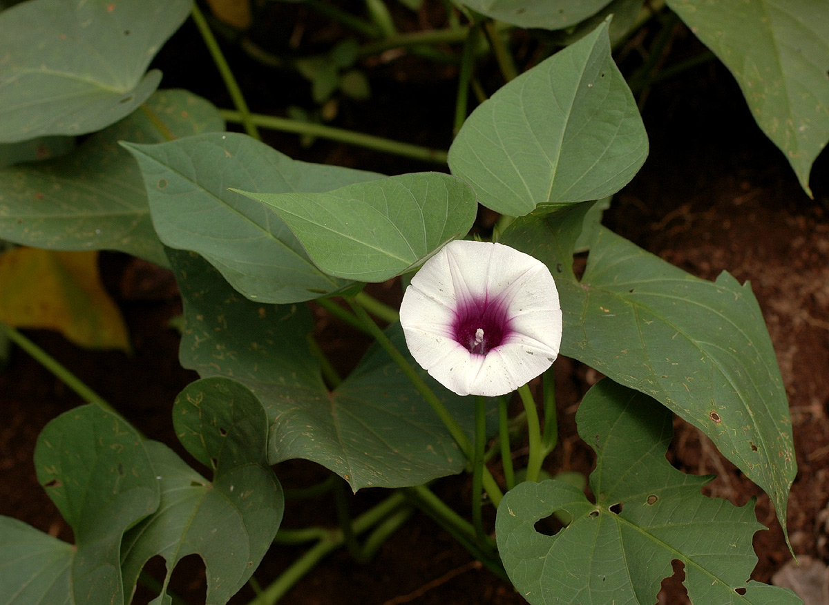 Ipomoea batatas