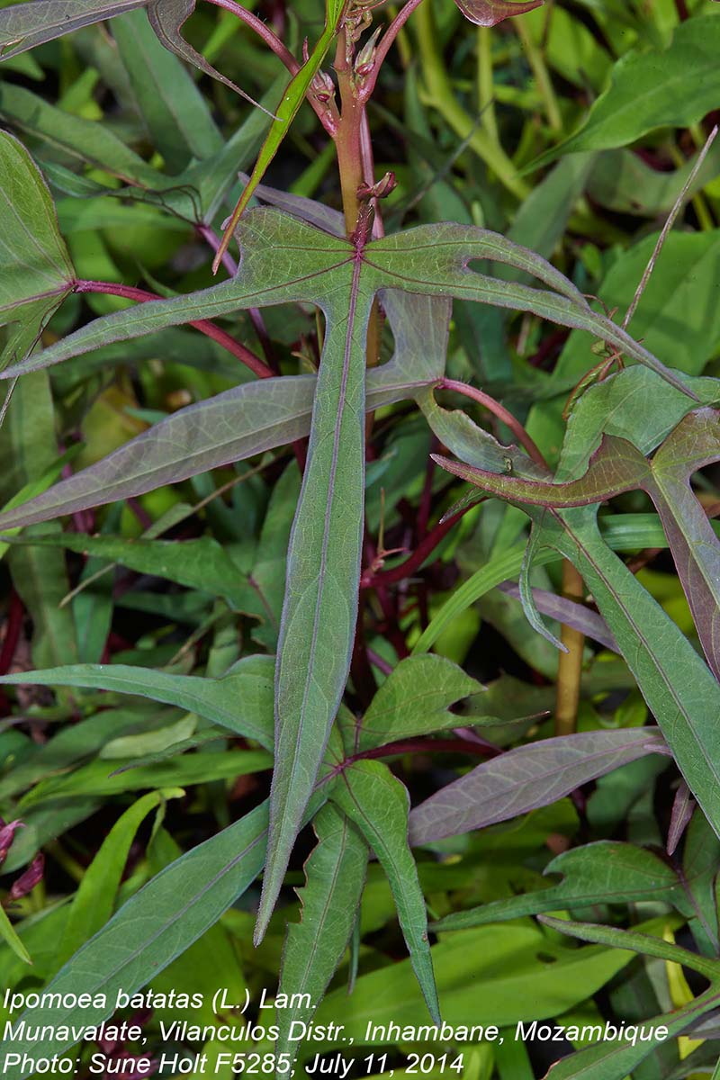 Ipomoea batatas
