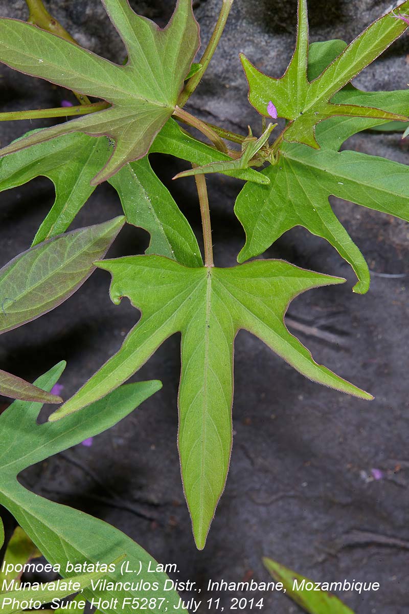 Ipomoea batatas