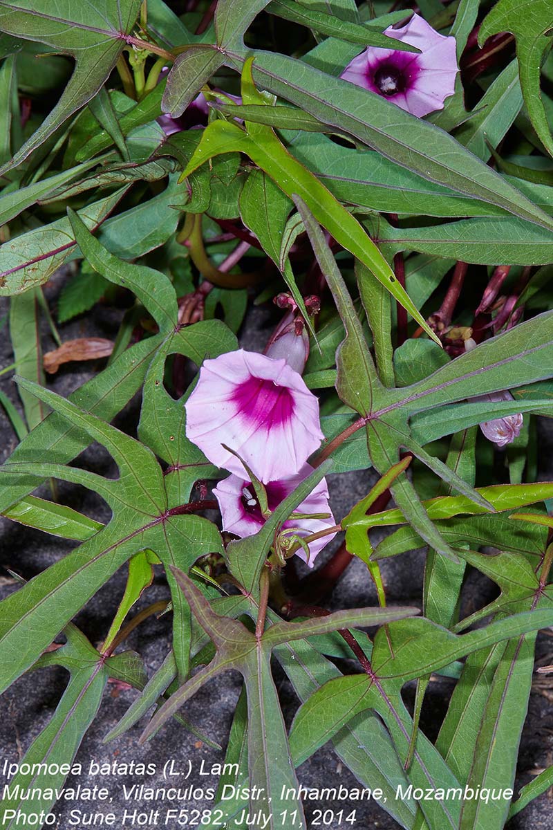 Ipomoea batatas