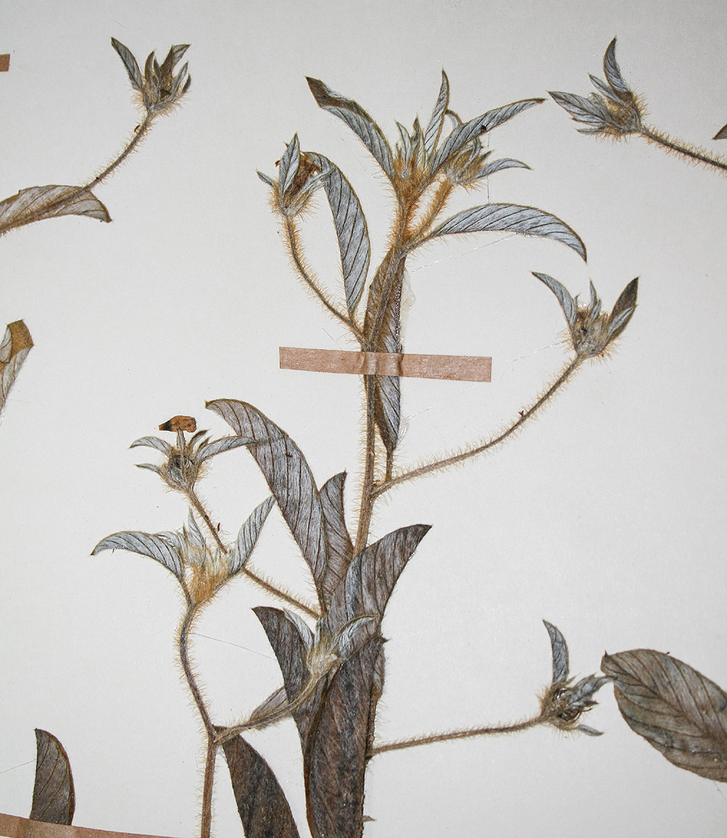 Ipomoea chloroneura Ipomoea chloroneura