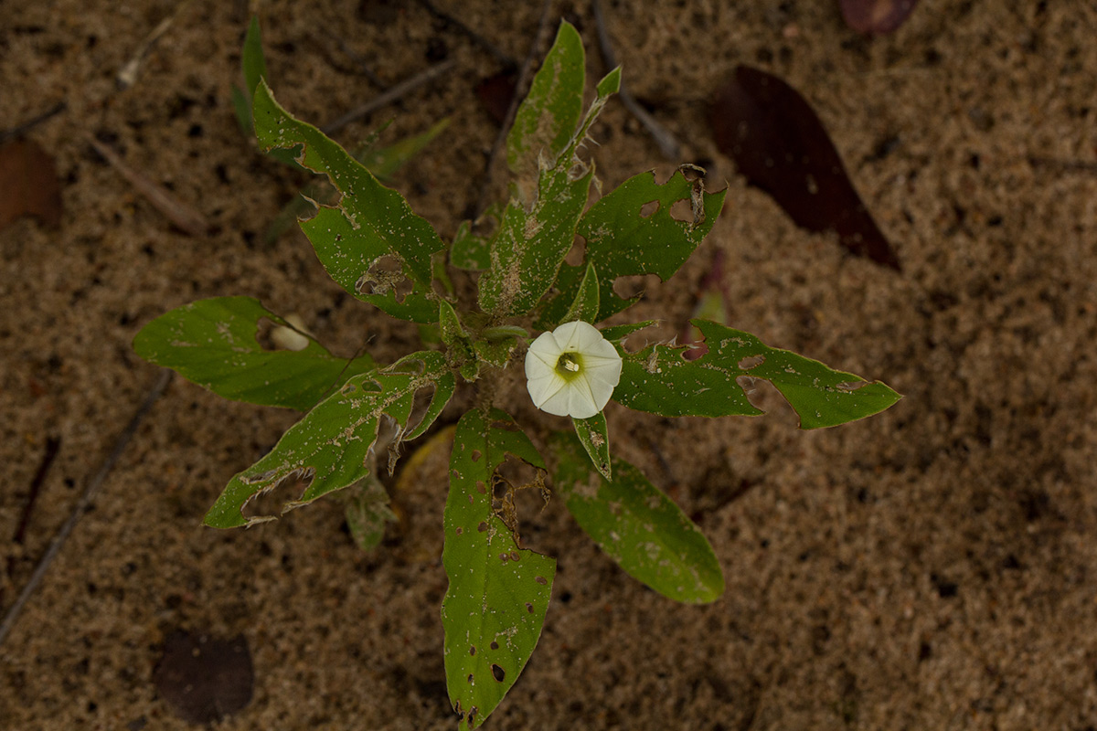Ipomoea chloroneura