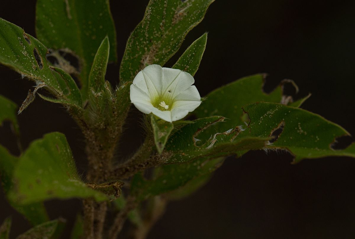 Ipomoea chloroneura