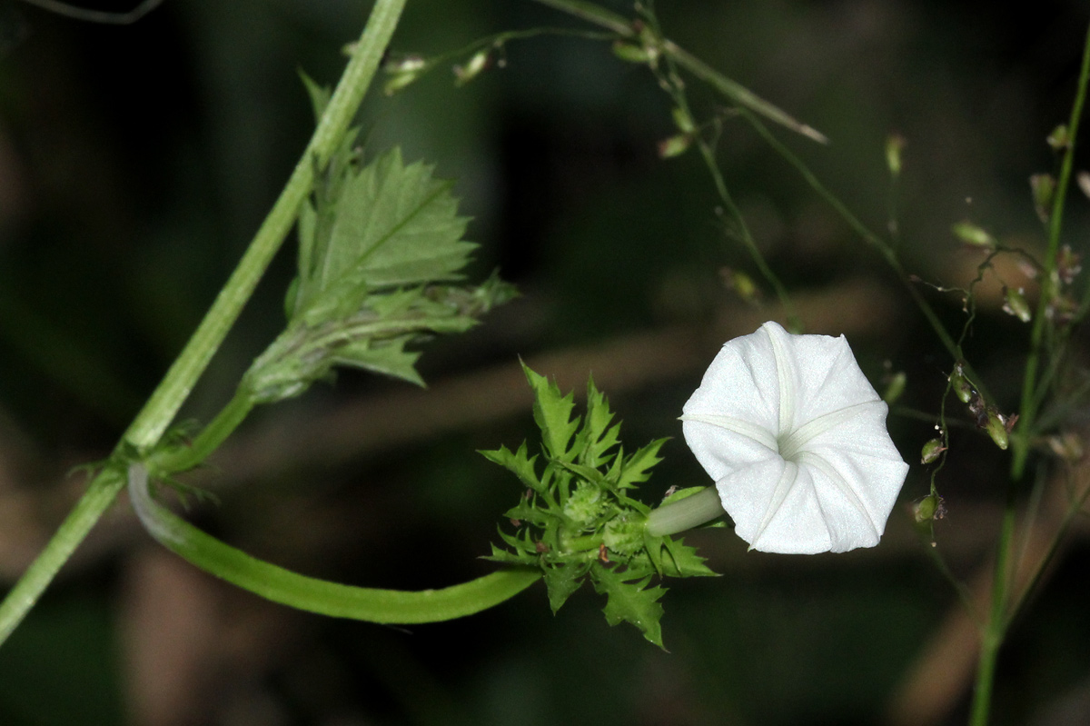 Ipomoea coptica var. coptica