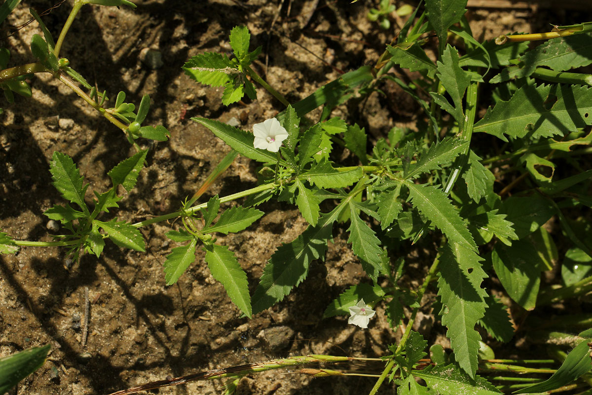 Ipomoea coptica var. coptica